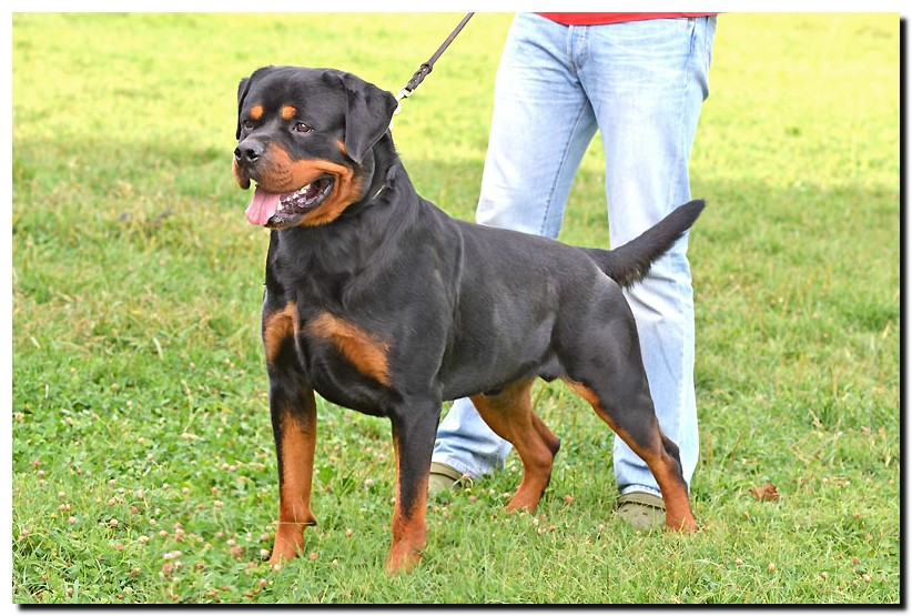 Excalibur vom Quercus Wald Excalibur vom Quercus Wald